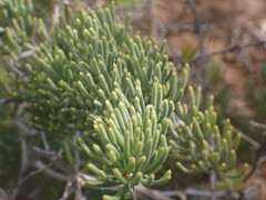 Asparagus crassicladus