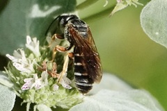 Halictus parallelus