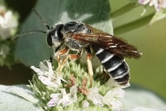 Halictus parallelus