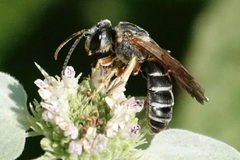 Halictus parallelus