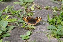 Junonia orithya wallacei