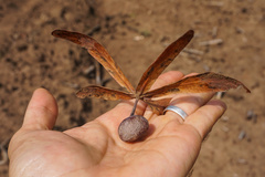 Gluta usitata
