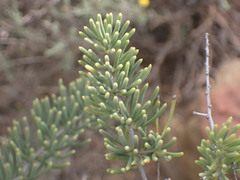 Asparagus crassicladus