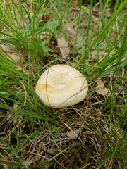 Lactarius yazooensis
