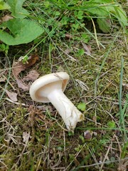 Lactarius yazooensis