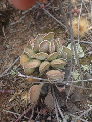 Adromischus cristatus