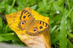 Junonia almana javana