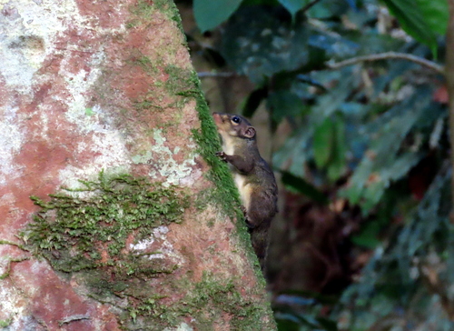 Sundasciurus lowii observed 2022-08-21