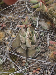 Adromischus cristatus