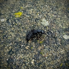 Ocypus olens