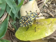 Pachylis laticornis
