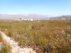 Erica lavandulifolia