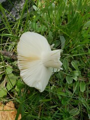 Russula vinacea