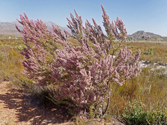 Erica lavandulifolia