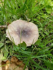 Russula vinacea