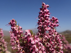 Erica lavandulifolia