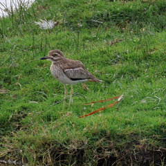 Burhinus vermiculatus