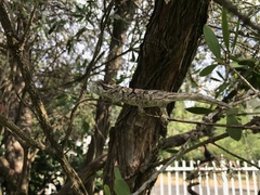 Bradypodion ventrale
