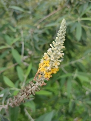 Buddleja asiatica