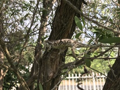 Bradypodion ventrale