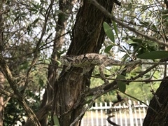 Bradypodion ventrale