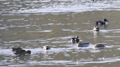 Anas platyrhynchos platyrhynchos