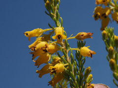 Erica parilis