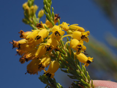 Erica parilis
