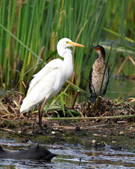 Ardea intermedia brachyrhyncha