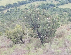 Protea caffra caffra