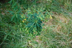 Euphorbia borbonica
