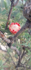 Protea caffra caffra