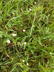Xenostegia tridentata