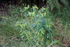 Euphorbia borbonica