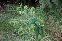 Euphorbia borbonica
