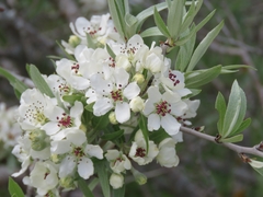 Pyrus salicifolia