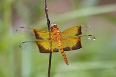 Camacinia gigantea