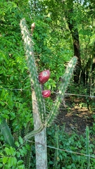 Praecereus euchlorus