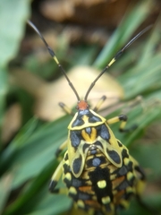 Pachylis laticornis