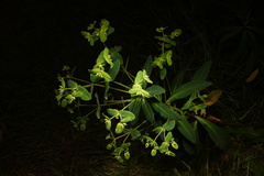 Euphorbia borbonica