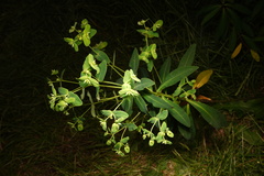 Euphorbia borbonica
