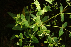 Euphorbia borbonica