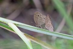 Mycalesis perseoides