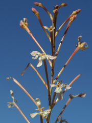 Tritoniopsis nervosa