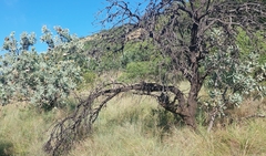 Protea caffra caffra