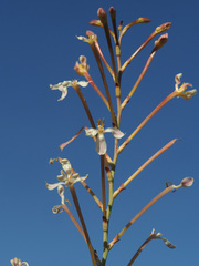 Tritoniopsis nervosa