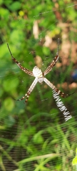 Argiope anasuja