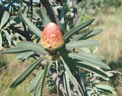 Protea caffra caffra