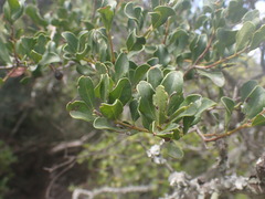 Euclea undulata