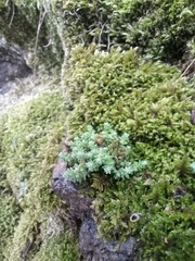 Sedum borissovae